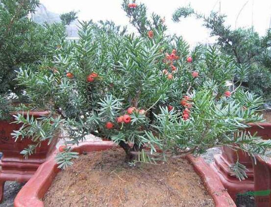 紅豆杉施什么肥好，紅豆杉施氮、磷、鉀肥最好