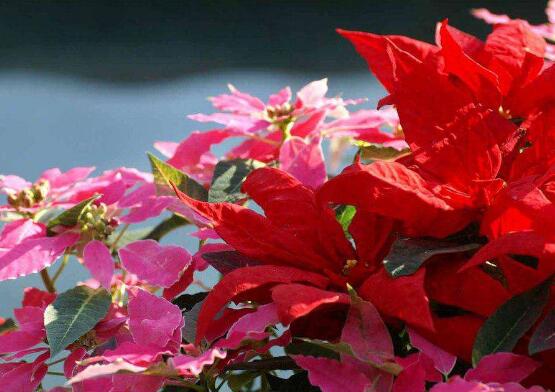 一品紅花期多長時(shí)間，一品紅花期長達(dá)100天(12月-次年2月)