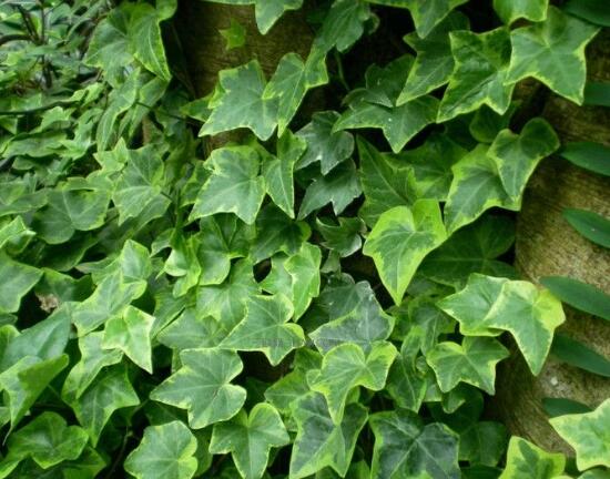 常春藤有毒嗎，常春藤可以放臥室嗎