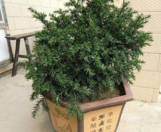 紅豆杉適合擺放在哪里，盤點風水最好的五個位置