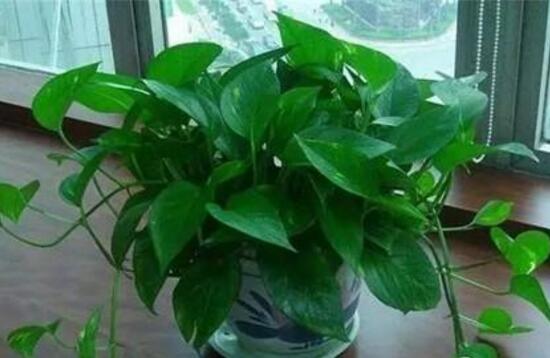 綠蘿可以用淘米水澆嗎，綠蘿用什么水澆最好