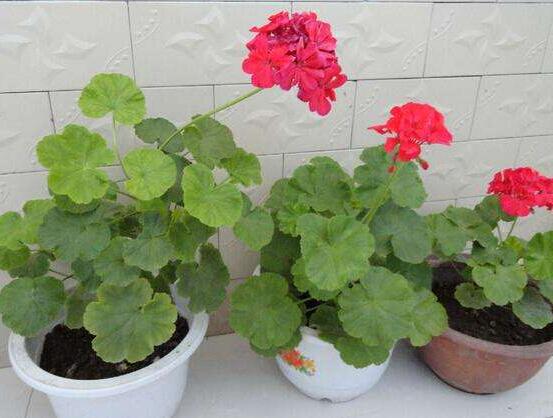 天竺葵葉子黃怎么回事，五種原因以及解決辦法