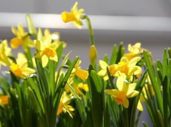 關(guān)于水仙花的知識，老農(nóng)解析五個最全面的概述