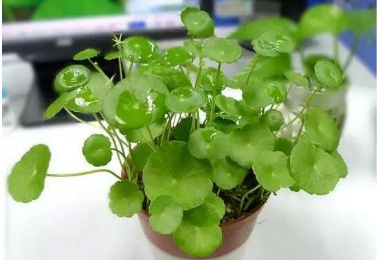 銅錢草怎么養(yǎng)比較茂盛，銅錢草的養(yǎng)殖方法