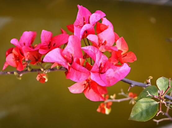 三角梅爛根處理辦法，三角梅七大爛根處理辦法