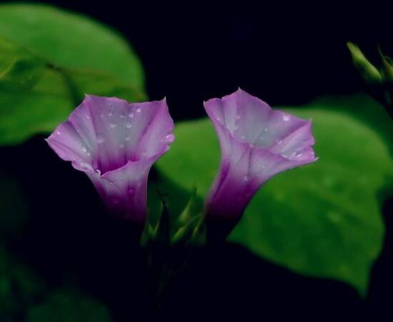 盆栽牽?；ㄔ趺创蚶恚龊昧鶄€養(yǎng)護要點高枕無憂(花開茂盛)