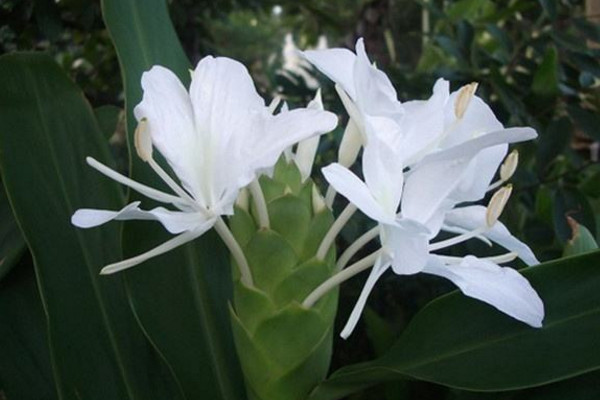 姜花的花語是什么，將記憶永遠留在夏天