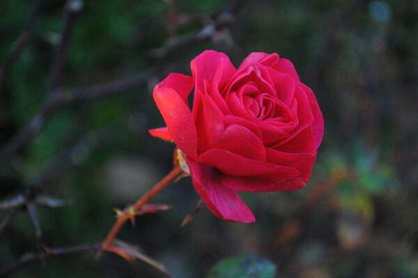 月季花和玫瑰花的區(qū)別，細(xì)數(shù)五個(gè)不同之處