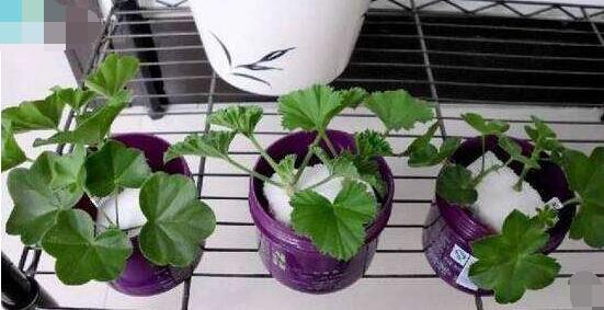 天竺葵夏天可以扦插嗎，可以/總結(jié)最簡(jiǎn)易四個(gè)步驟