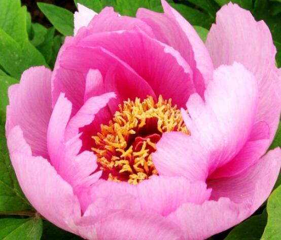 牡丹花怎么養(yǎng)最簡單，做好簡單五個步驟即可(花大色艷)