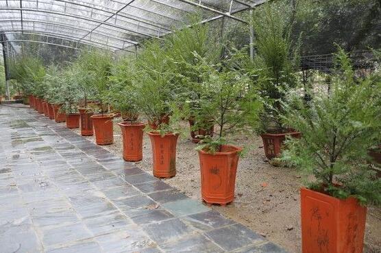 紅豆杉施什么肥好，紅豆杉施氮、磷、鉀肥最好