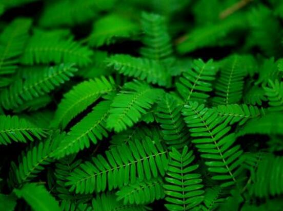 含羞草怎么澆水，含羞草澆水方法