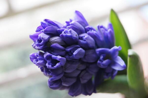 如何養(yǎng)好風(fēng)信子，風(fēng)信子養(yǎng)殖5大秘訣