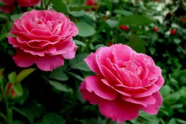 月季長(zhǎng)蟲子用什么藥