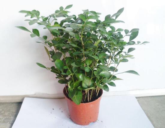 九里香怎么修剪，九里香的修剪圖解