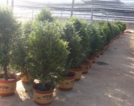 紅豆杉可以種庭院嗎，可以/幸福安康，家庭和睦