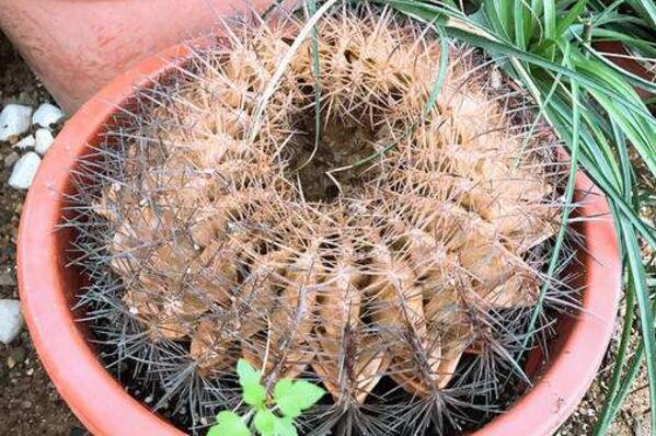 仙人球球體腐爛怎么回事，主要是日常管理的疏忽