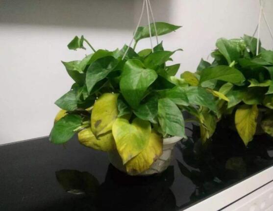 綠蘿葉子枯萎怎么辦，四種原因以及解決辦法