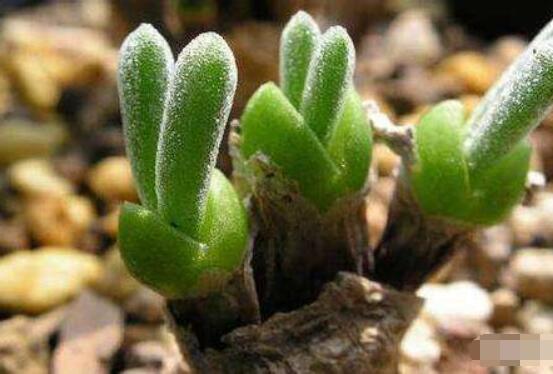 碧光環(huán)的用土方法，四份營養(yǎng)土六份蛭石一份珍珠巖混合配制