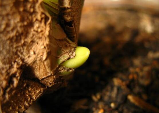龜背竹怎么繁殖，龜背竹繁殖方法
