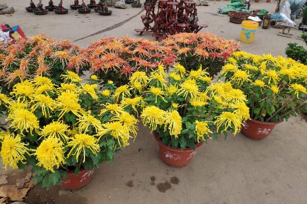 菊花盆栽如何扦插，完成扦插可通過(guò)5步進(jìn)行