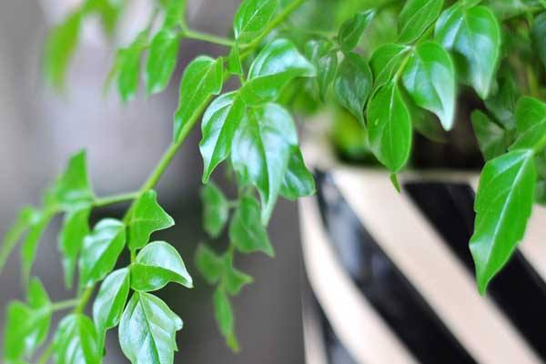 平安樹用什么肥料好，枝繁葉茂氮磷鉀肥