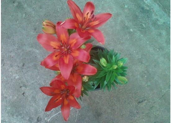 百合花為什么根爛，百合花爛根怎么辦/修根重新栽培