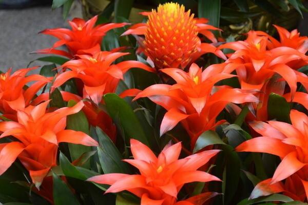 鴻運當(dāng)頭怎么養(yǎng)開花，5個要求必須要做到