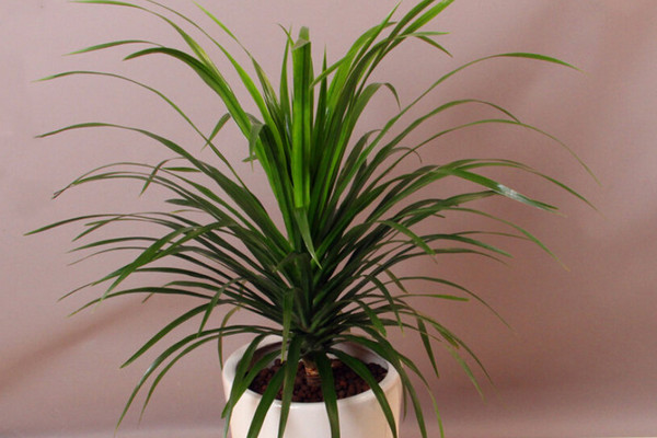 龍血樹葉子下垂怎么辦，可補(bǔ)充光照或控制澆水