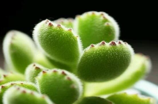 熊童子葉子發(fā)軟怎么辦，總結(jié)最實(shí)用三種解決方法