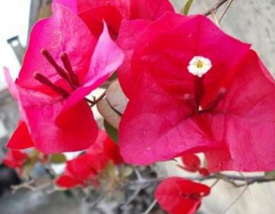 三角梅多久澆一次水，三角梅澆水方法