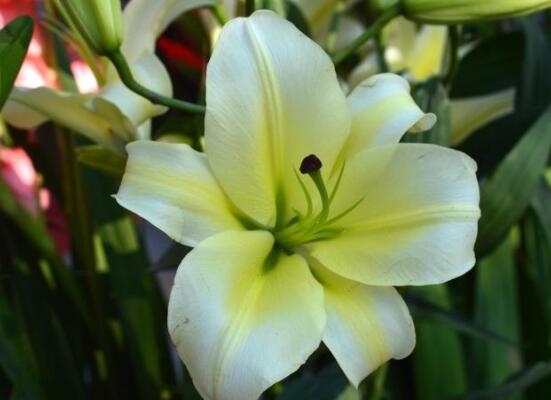 香水百合的養(yǎng)殖方法和注意事項，老農教你最實用七大養(yǎng)殖方法