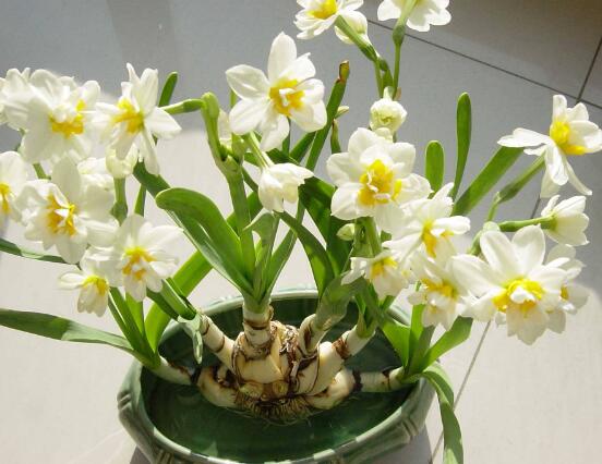 水仙花怎么施肥，水仙花施肥方法