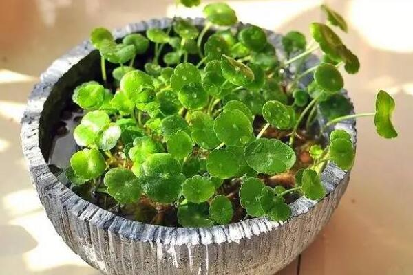 銅錢草焉了咋辦，根據(jù)情況來進行補救