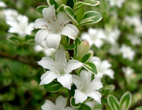 六月雪怎么修剪圖解，六月雪修剪方法