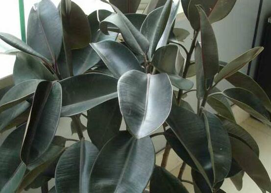 橡皮樹葉子下垂怎么辦，四種原因以及解決辦法