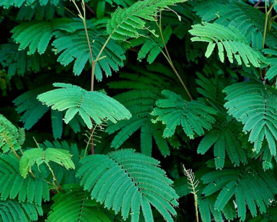 含羞草為什么會害羞呢，原理為葉子膨壓作用(葉柄所含水分)