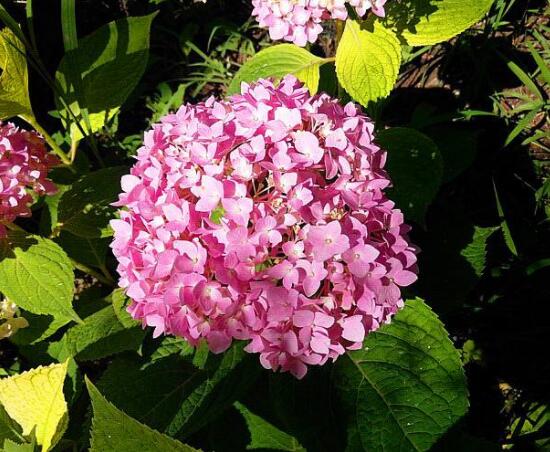 繡球葉子發(fā)白是什么病，主要是白粉病導(dǎo)致/及時防治