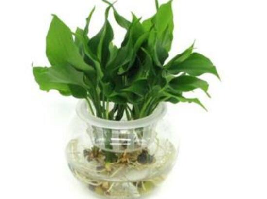 萬年青可以水養(yǎng)嗎，水培萬年青的養(yǎng)殖方法和注意事項(xiàng)