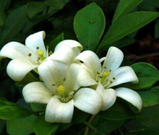 九里香盆栽的功效與作用，制作香精、活血化瘀