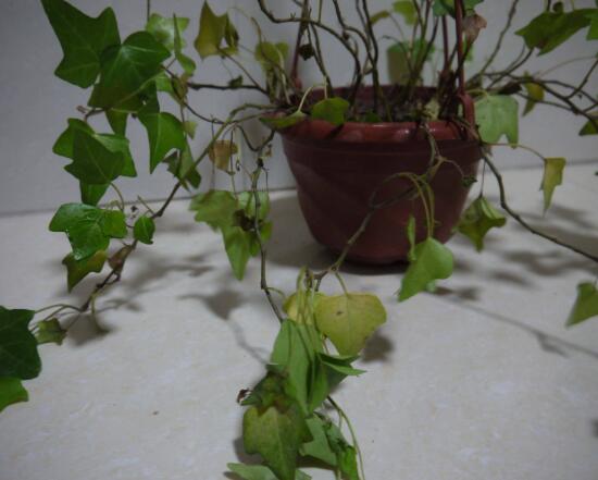 常春藤爛根怎么辦，常春藤爛根的原因及處理方法