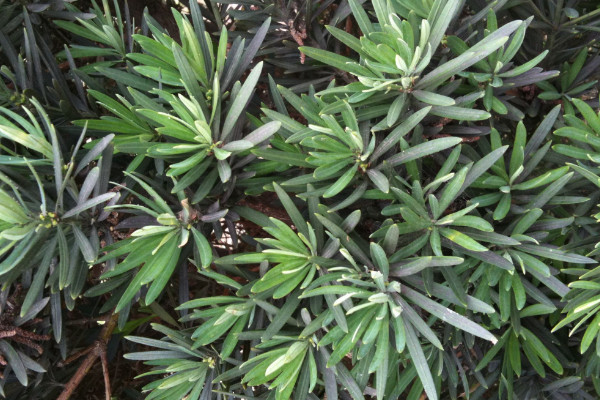 如何鑒別羅漢松的品種，短葉羅漢松較為常見