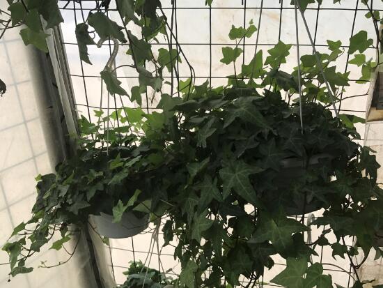 常春藤有什么風(fēng)水作用，常春藤的功效與作用