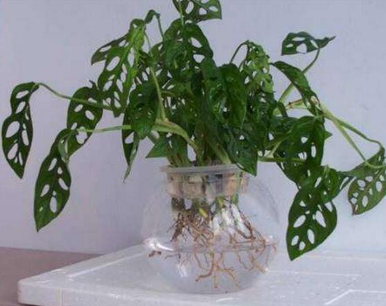 龜背竹可以水培嗎，龜背竹水培方法