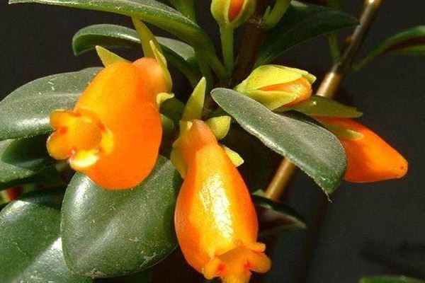 金魚吊蘭怎么繁殖，播種繁殖/分株繁殖/扦插繁殖