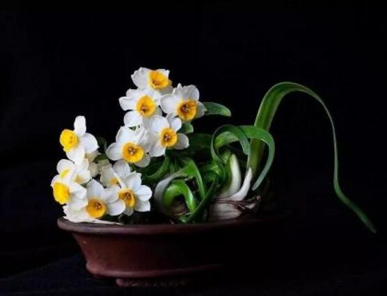 水仙花和風(fēng)信子的區(qū)別，教你三種區(qū)別方法(外形/地域/價(jià)值)