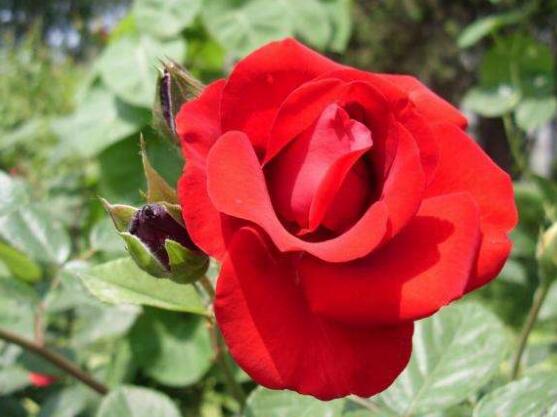 玫瑰花怎么修剪，玫瑰花修剪方法