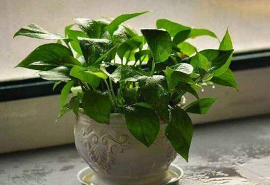 綠蘿怎么澆水，啤酒澆綠蘿的正確方法