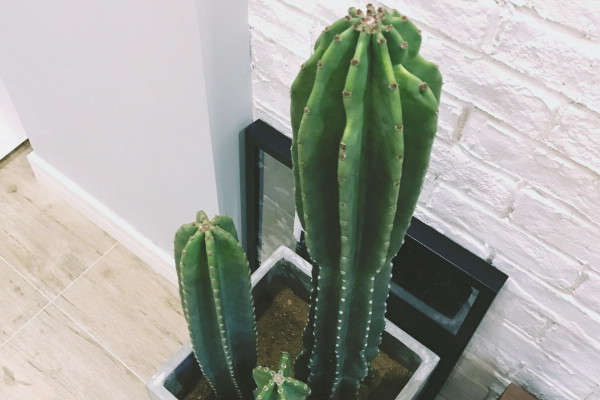 霸王鞭與量天尺區(qū)別，品種不同/毒性大小差異等