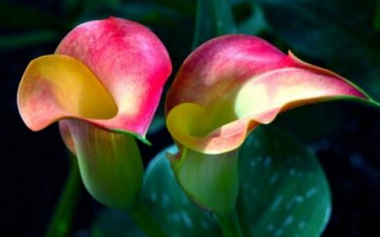 馬蹄蓮的品種有哪些，馬蹄蓮品種圖片大全